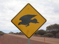  Look out for wedgies attracted to all the road kill